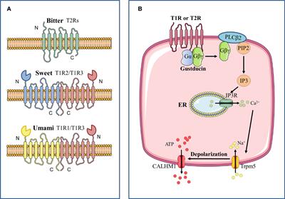 Oral Microbiota-Host Interaction Mediated by Taste Receptors